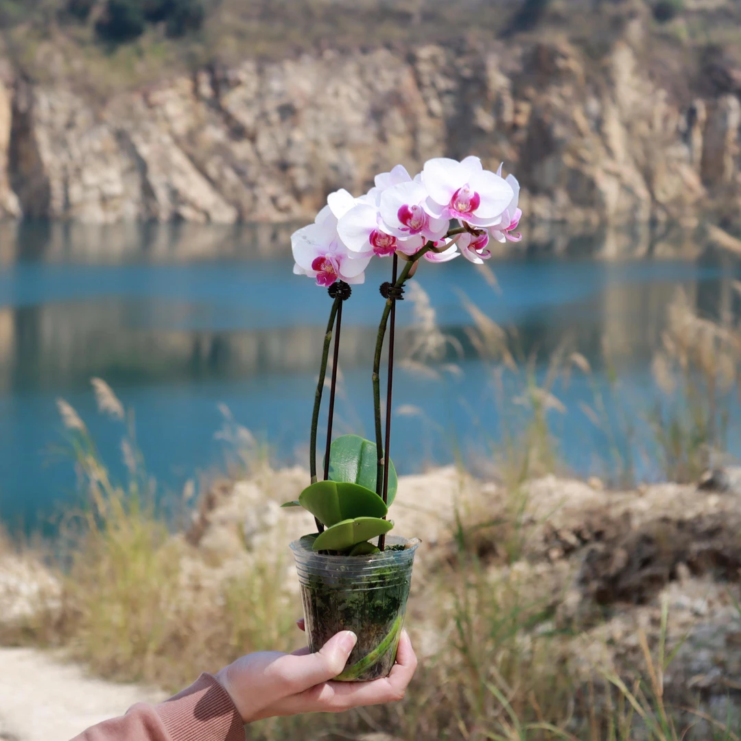 【雪域】2.8寸双花剑精品蝴蝶兰带花发货好养活