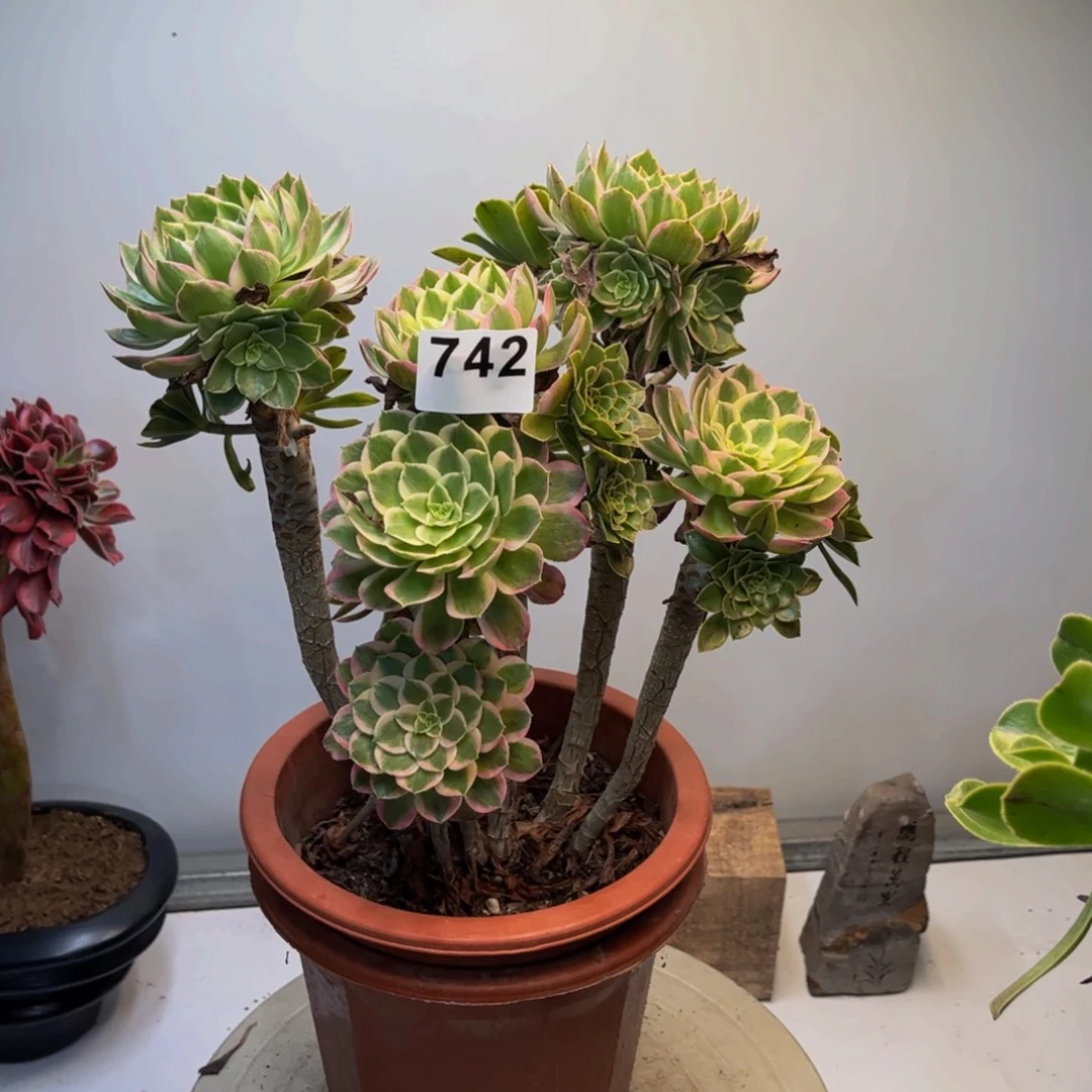 多肉植物嫁接孔雀玲742