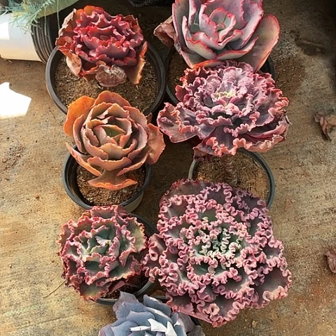 赏**限22 号包菜系列 7 棵