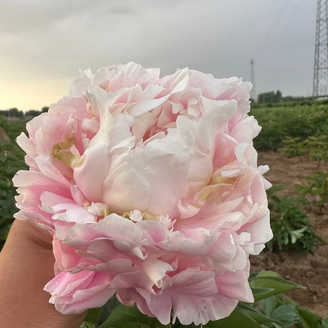 粉玉楼 菏泽观赏芍药 山东大芍药 裸根发货 现货直发