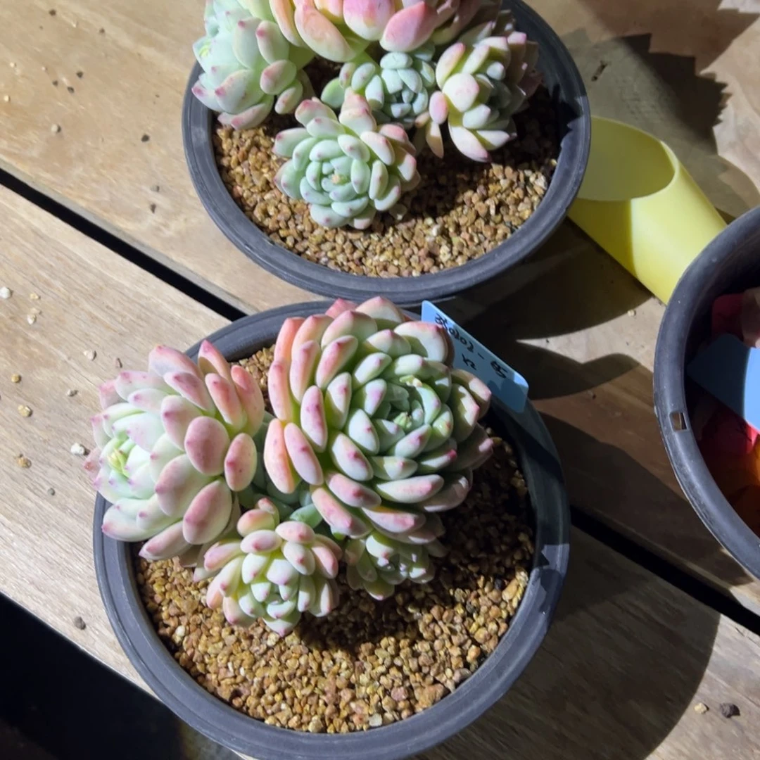 锦****婆350202-55望舒2