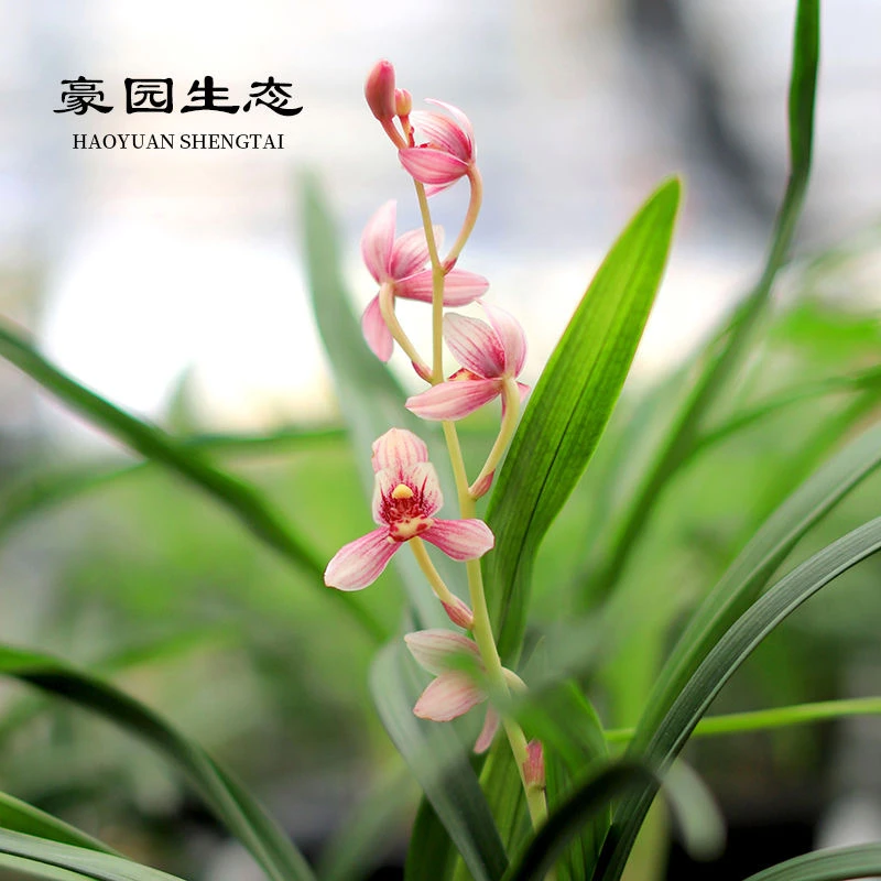 【粉荷】专拍 建兰荷瓣浓香型兰花苗