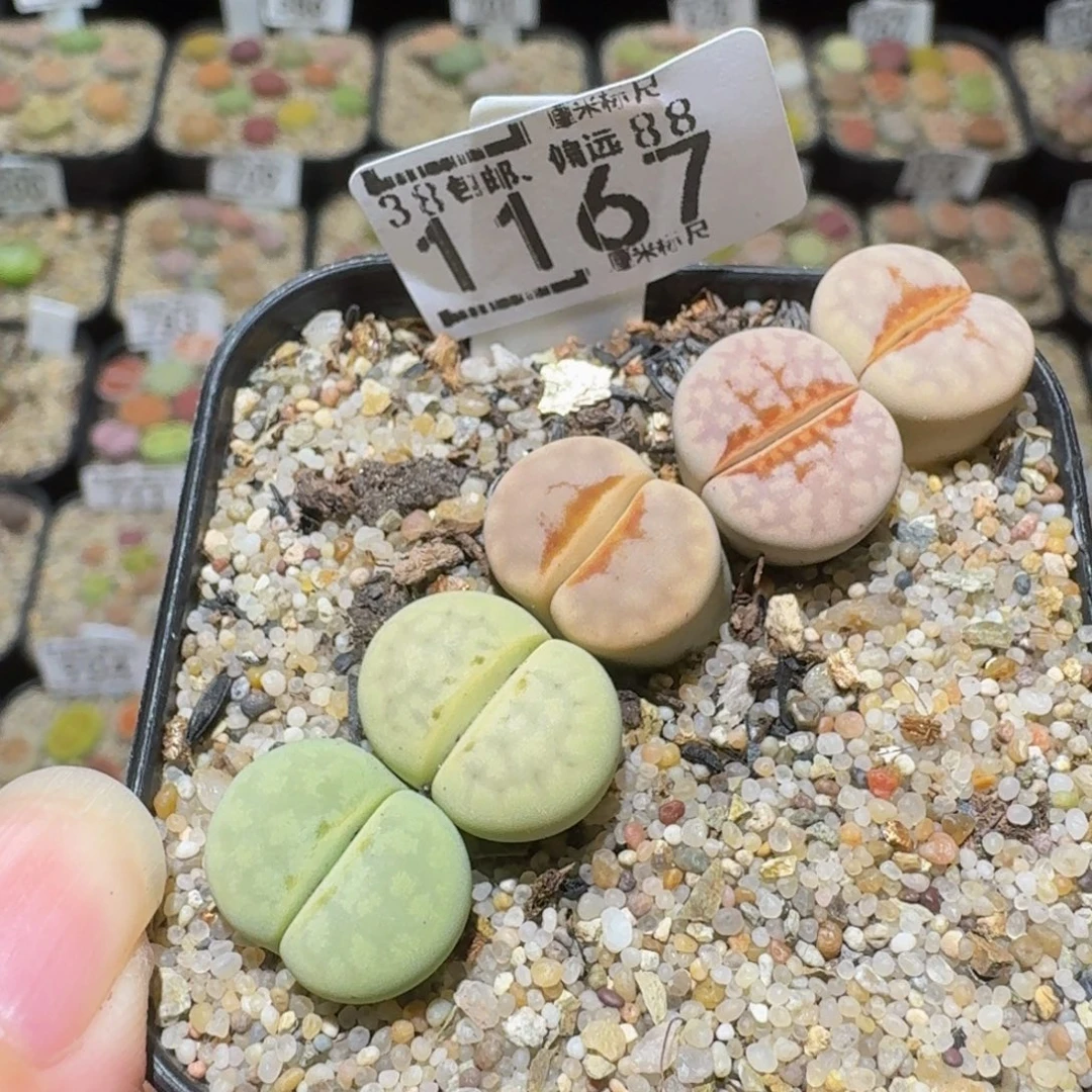Ssss精品生石花1167