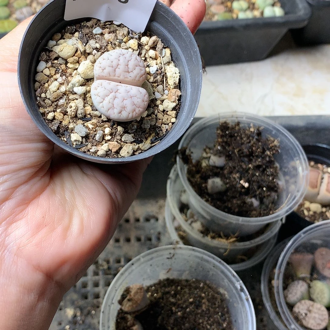 冯*冯A285多肉植物保护