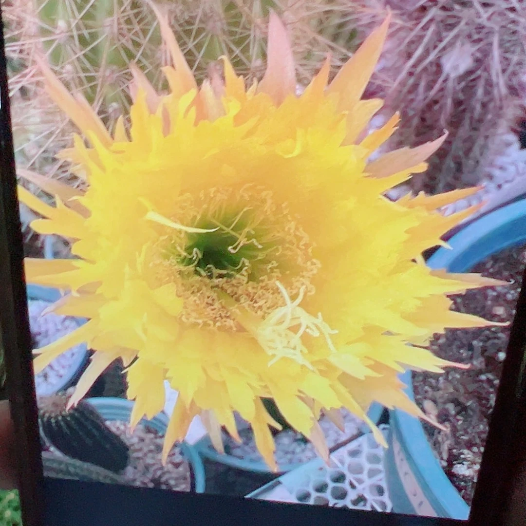 丽花 黄锯齿 侧芽 满 20包邮