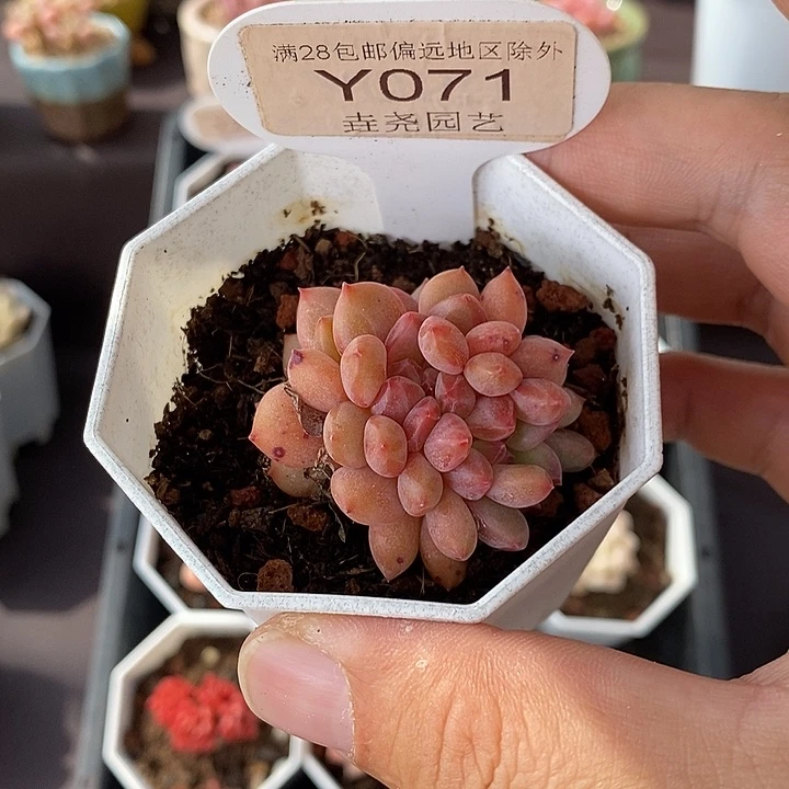 0071 林依晨缀 4cm