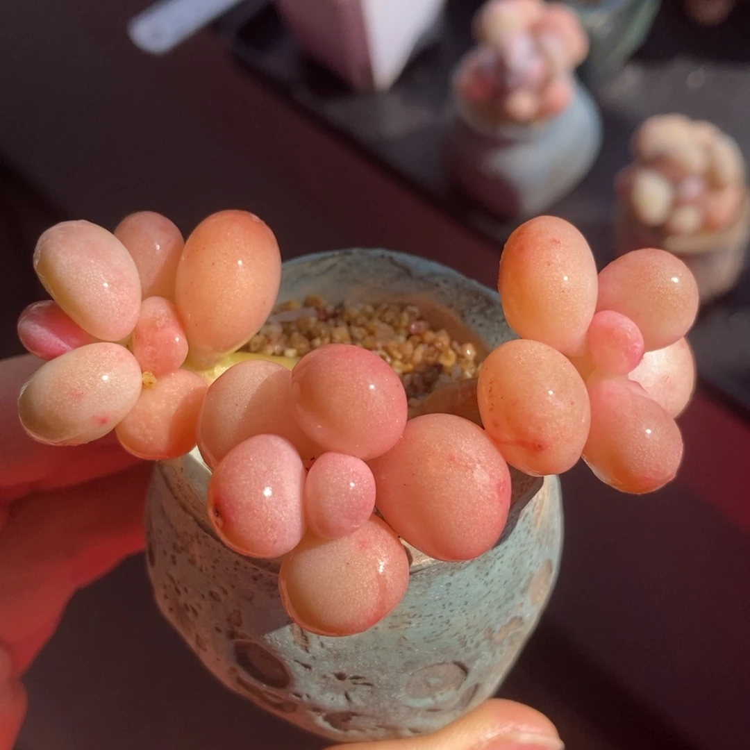 容真油煎丸子专拍