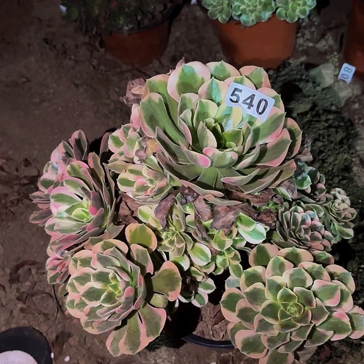 540女妖多肉植物不售后