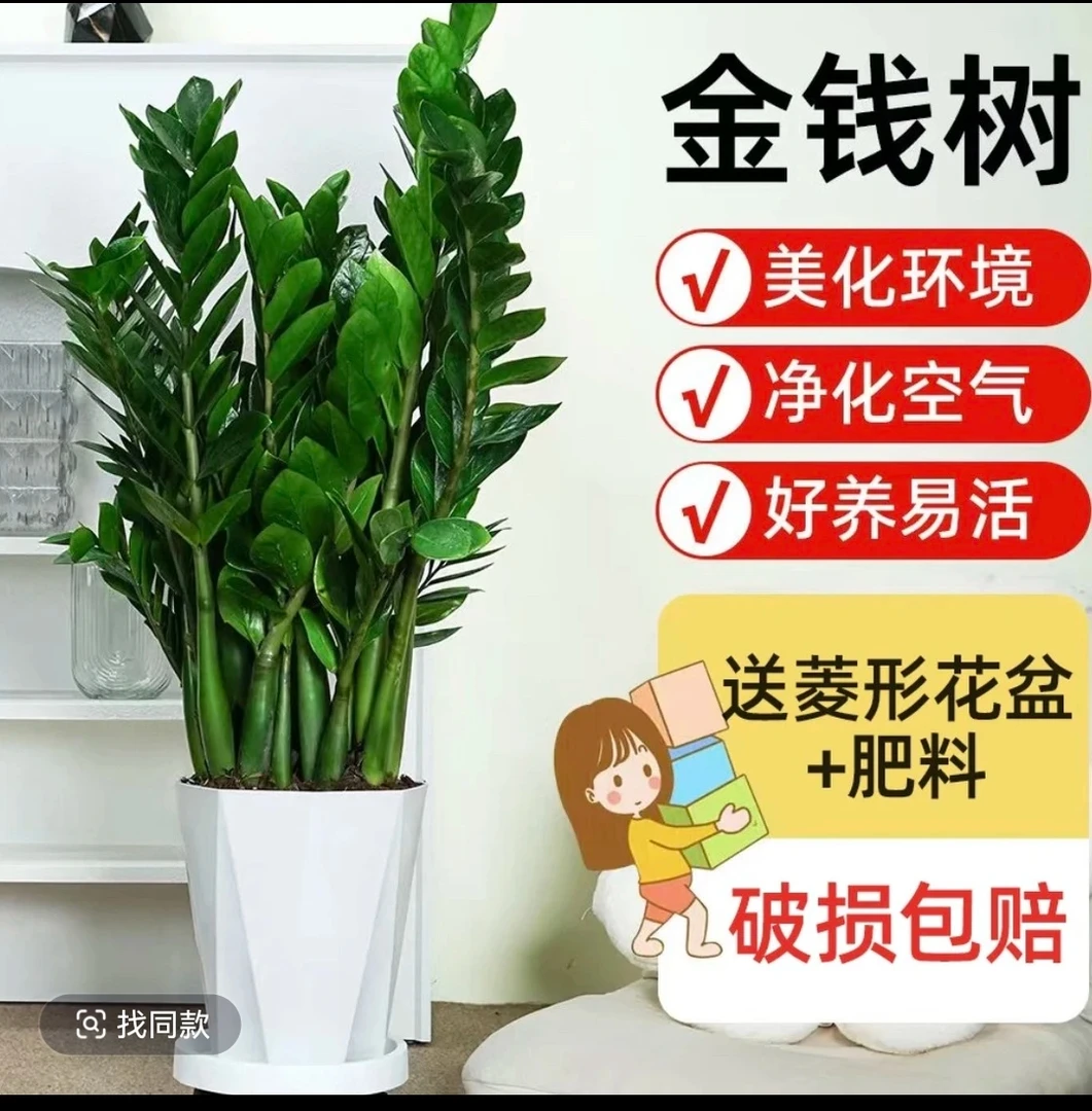 【85-100CM高度】金钱树办公室绿植室内除甲醛空气净化盆栽