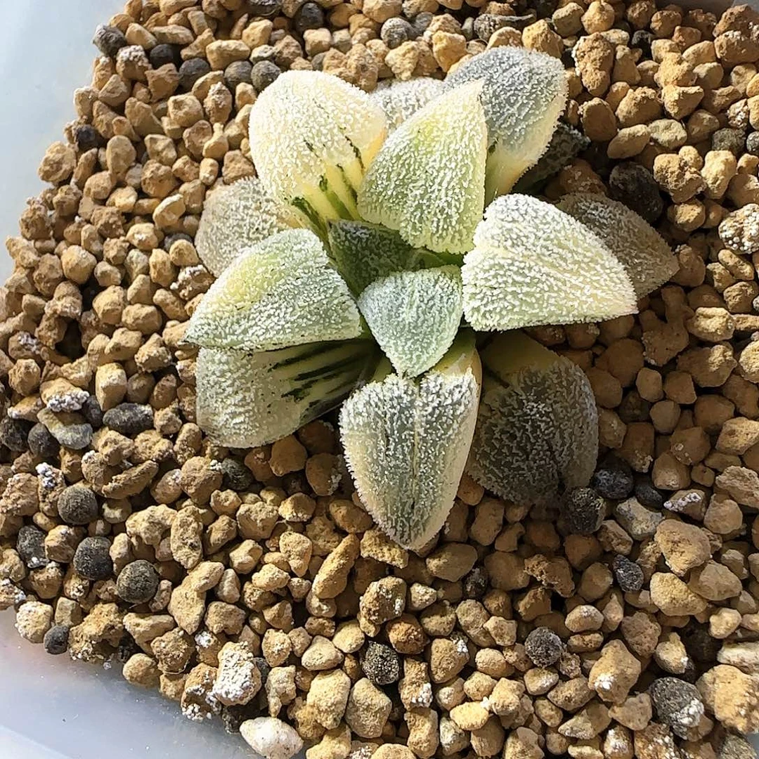 470特白磨面锦 4.3 厘米左右一物一拍带盆发货