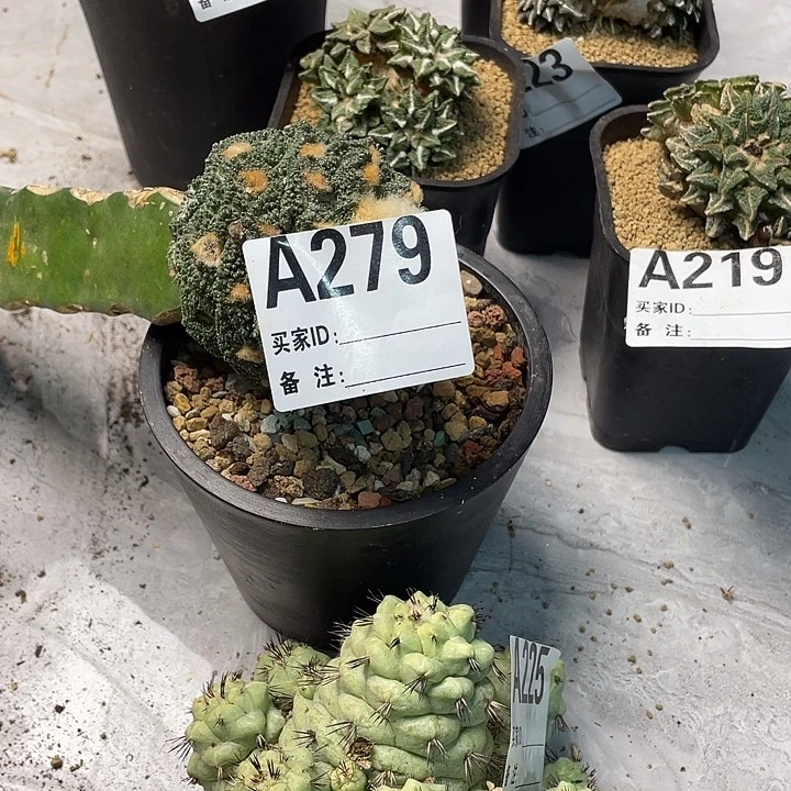 完全开放276哥斯拉龟甲蜜尤