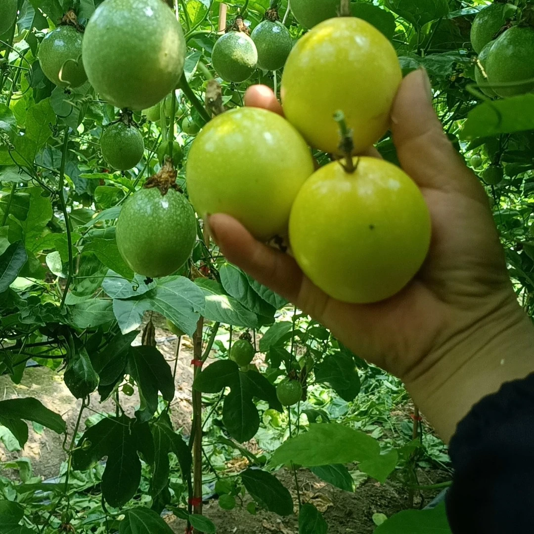 赣南高山村超黄金百香果酥梨钦密九号黄金百香果自家果园现摘现发