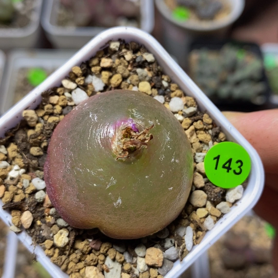灯泡3.1多肉植物143