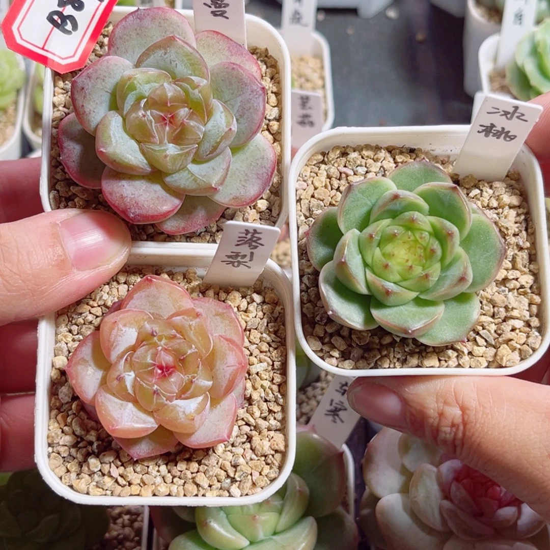 *****B896 一物一拍 打包3个