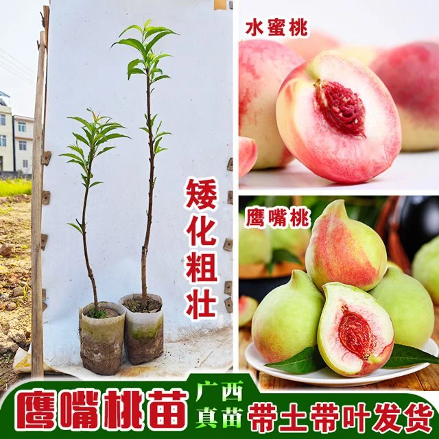 鹰嘴桃树果苗脆甜桃树苗桃子树嫁接苗特大树果树南方北方种植树苗