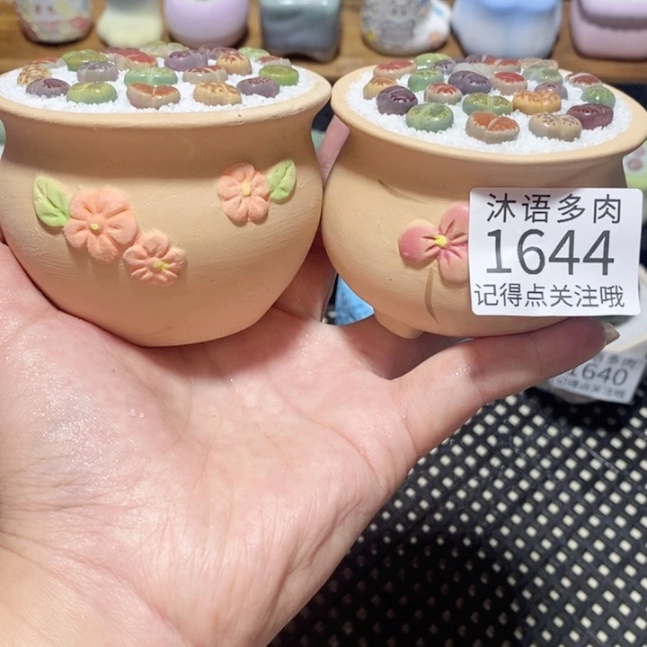 带盆土植物 一物一拍 1644