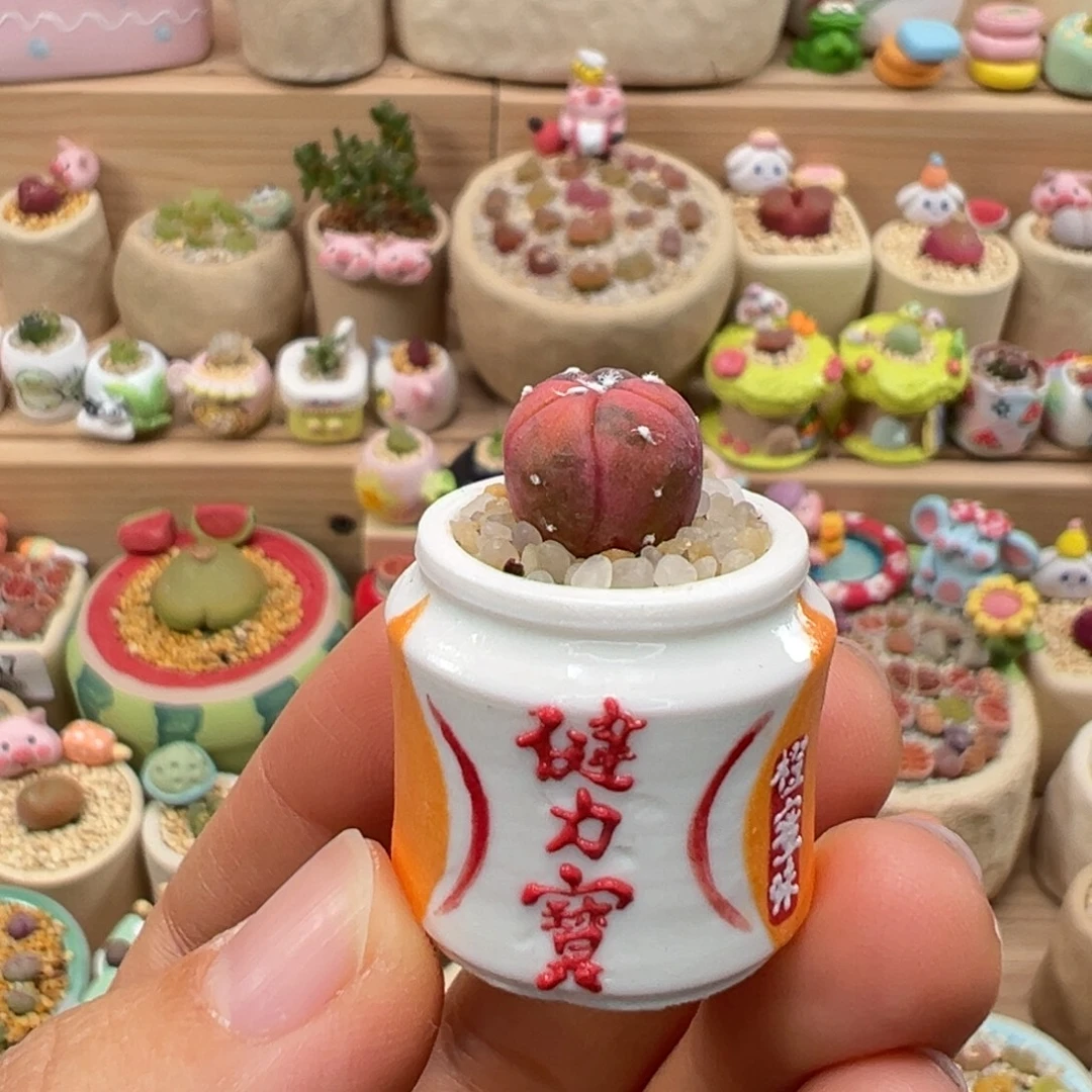 多肉植物115号拇指盆
