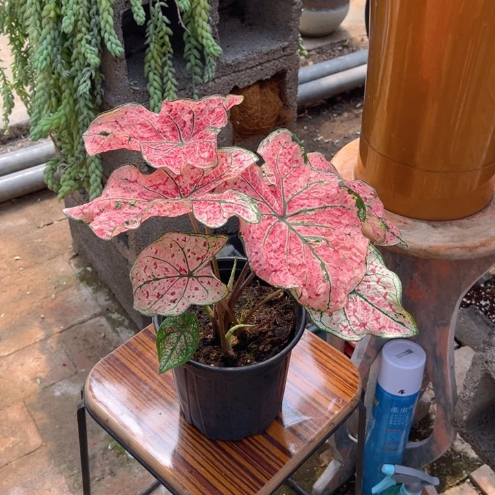 无花朵红酒飞溅彩叶芋