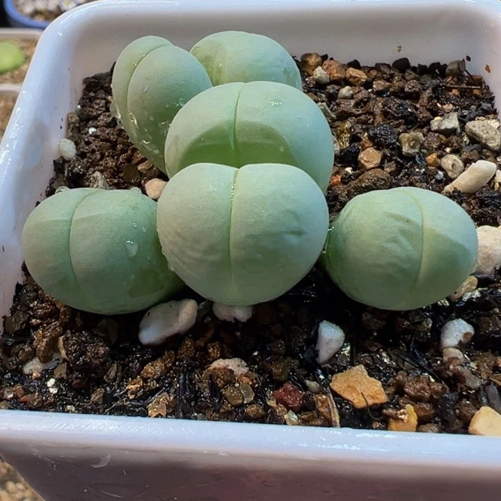 粉拳头母本群带盆多肉