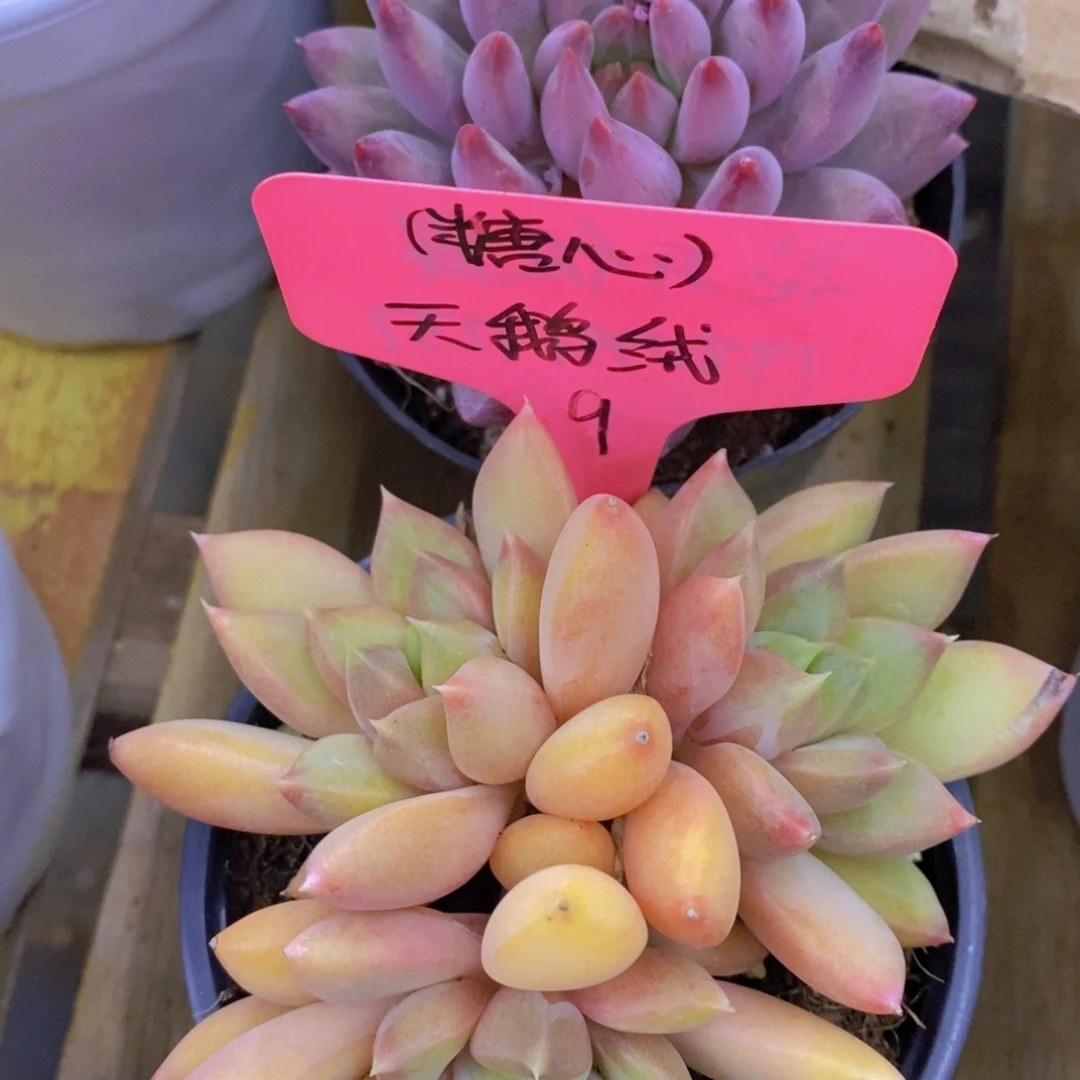 粉丝回馈专场，停播场