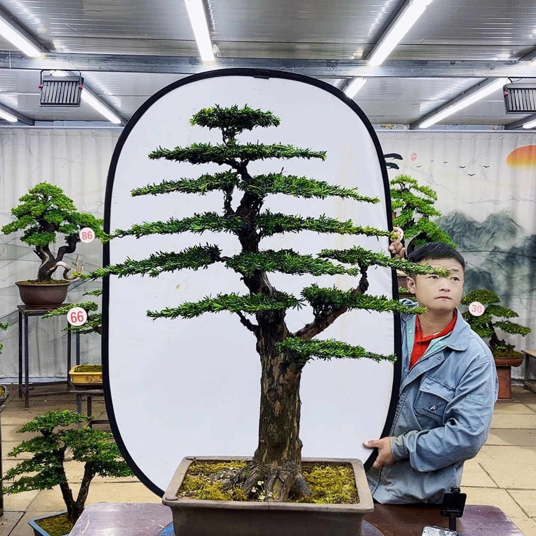无花朵罗汉松专场直播