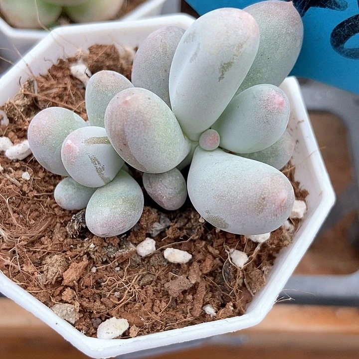 多肉植物米可a048多肉