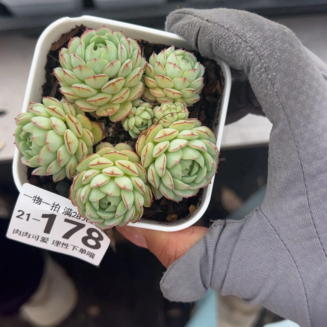 小红船多肉多肉多肉多肉