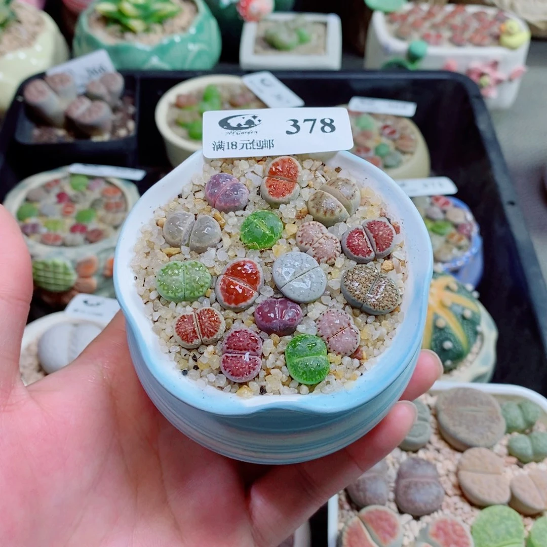 生石花花花花花花378