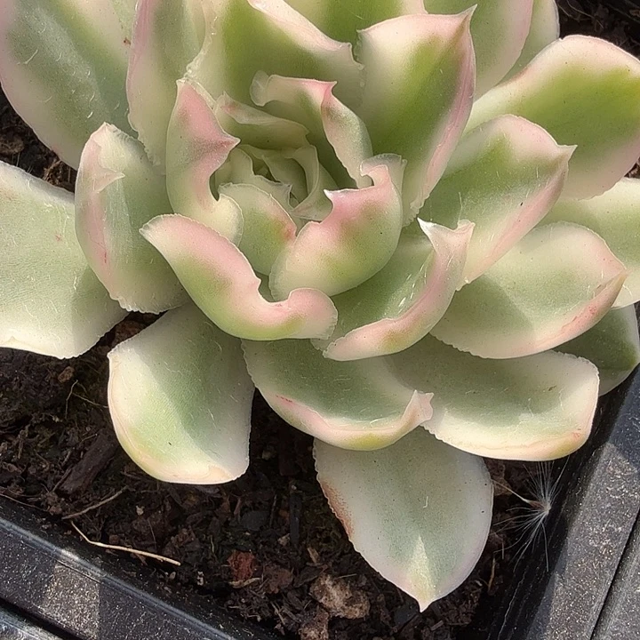 紫蝴蝶锦多肉锦植物