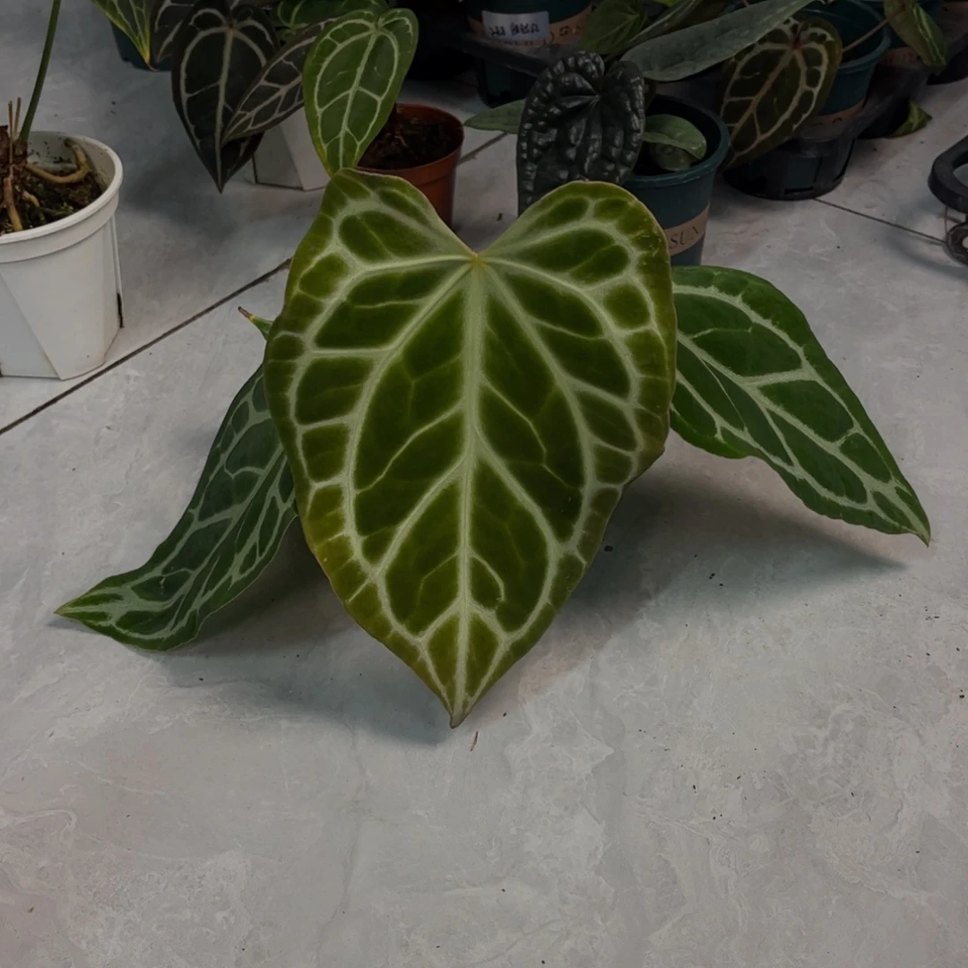 无花朵银虎杂撕裂 寄养