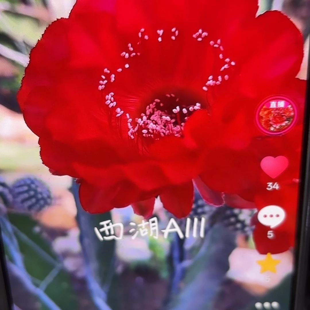 A111彩4-5 公分20包邮54