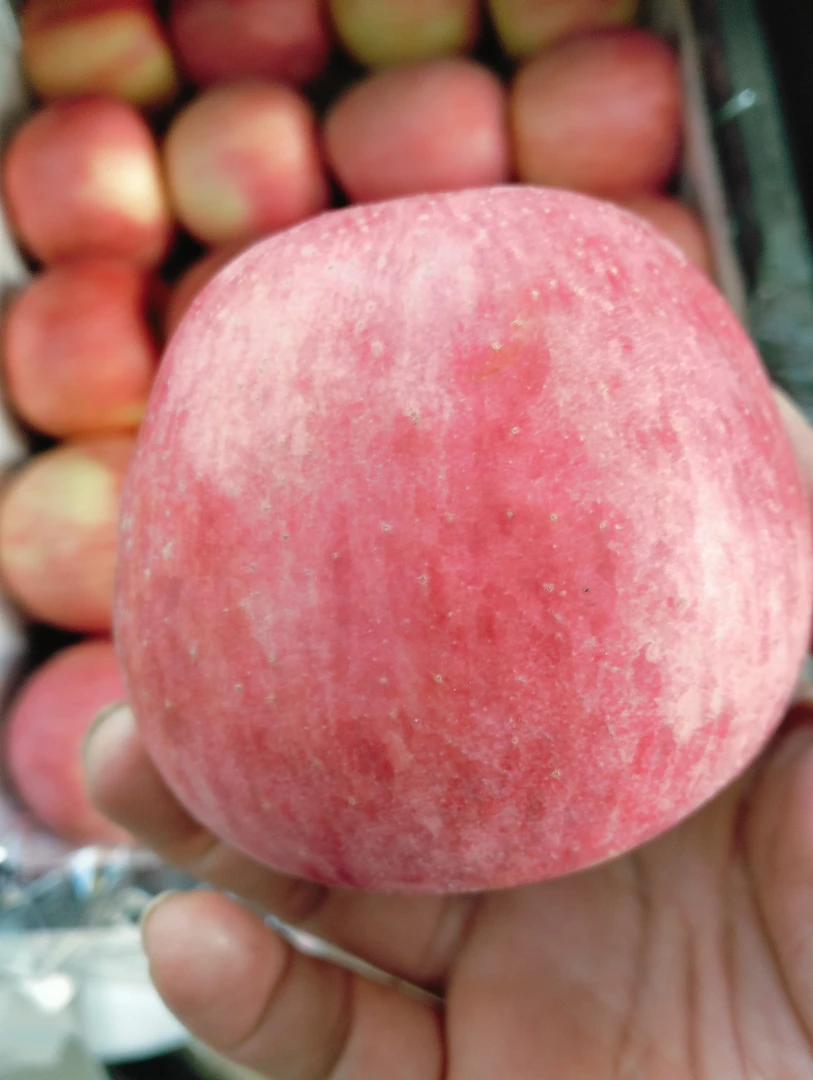 两斤精品辽寒富士（脆甜多汁）