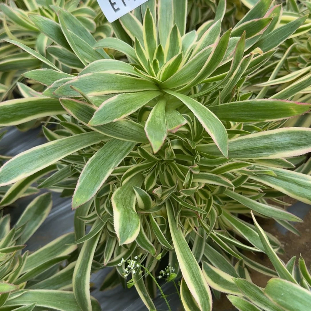 1437夕颜。多肉植物