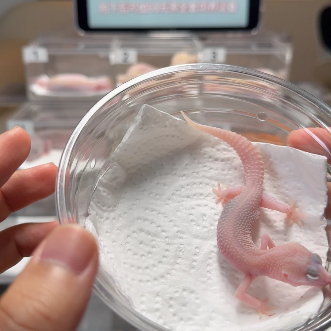 豹纹守宫超级雪花红眼暴龙母温