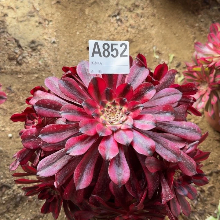 红陶永****机美姬852多肉