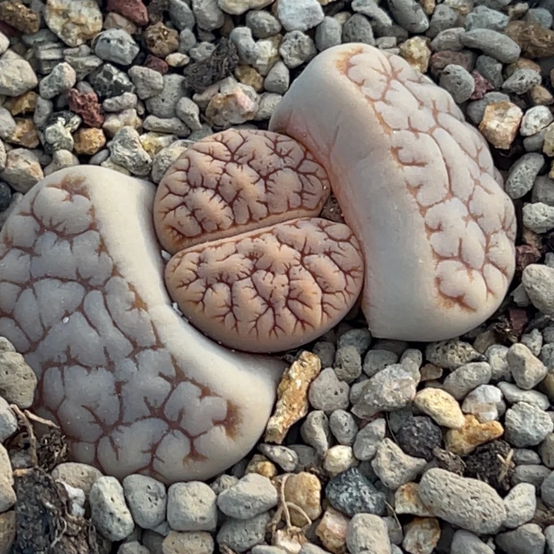 7364睫毛红纹261一颗