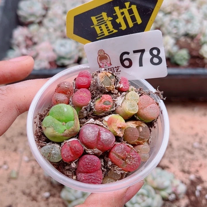 多肉植物多肉植物