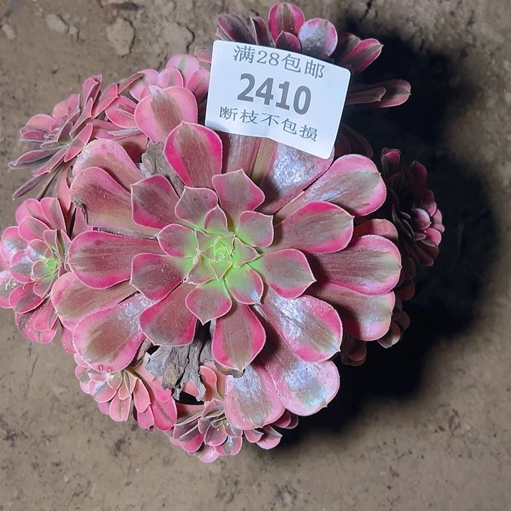 2410美杜莎多肉植物