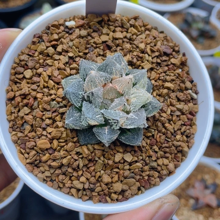 芋***圆魔刺玉露锦十二卷