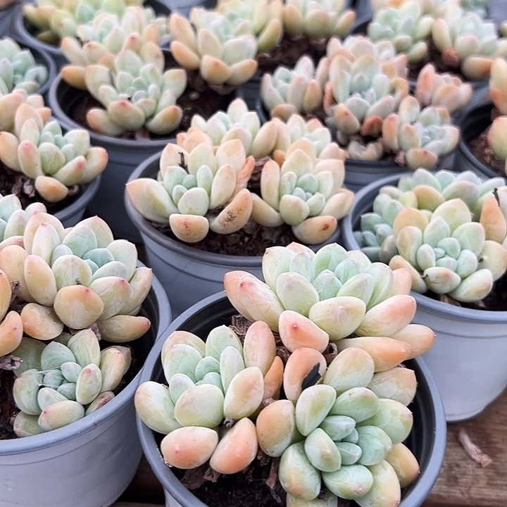 ****谢五盆单头冰玉，五盆多头奶油美人，五盆蓝姬莲，五盆橙雪球