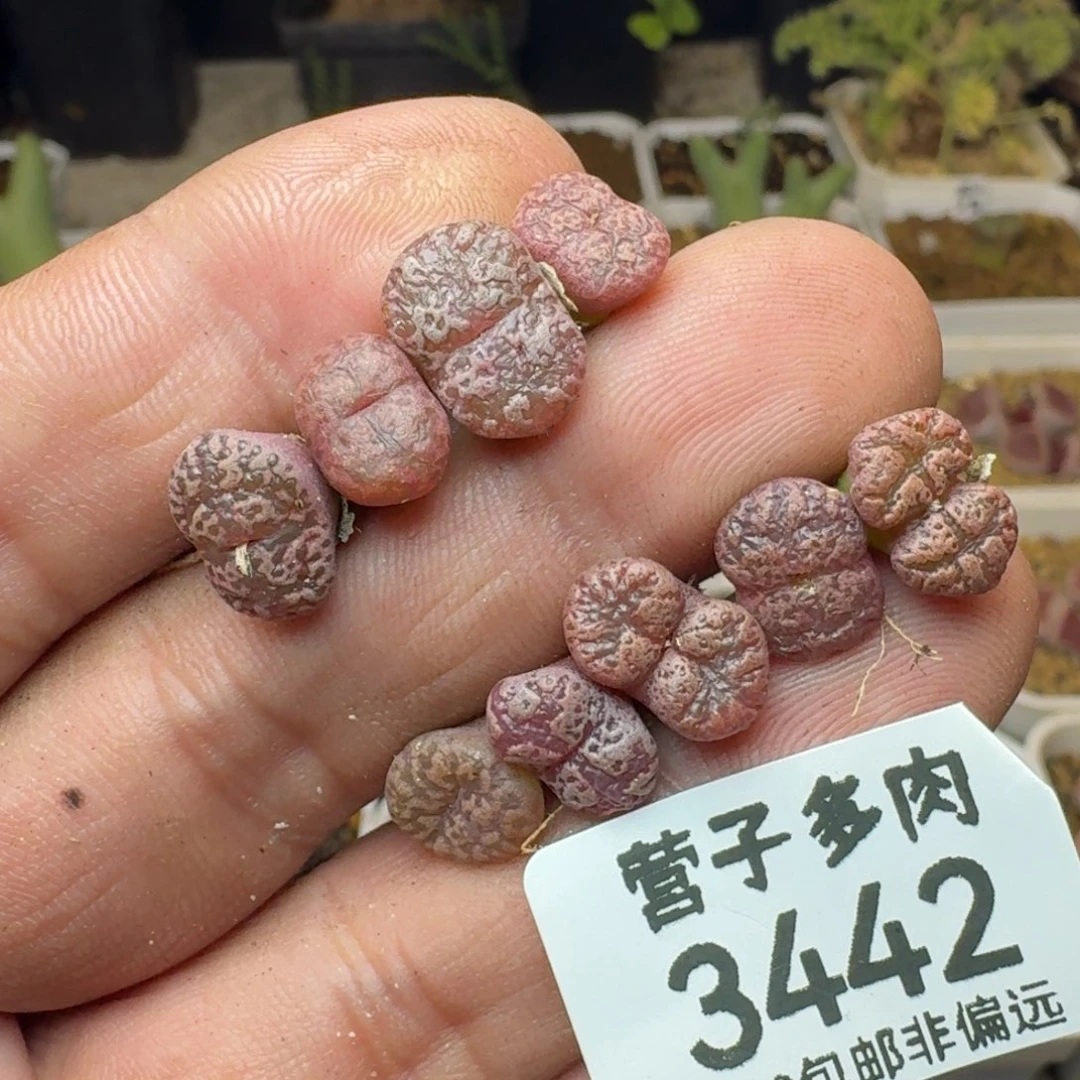 勋章。