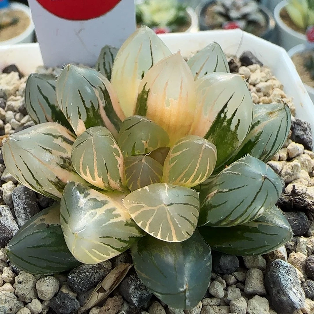 201号霓虹灯一物一拍带盆土