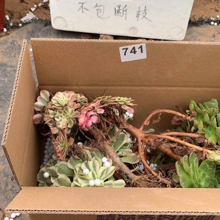 741，三颗法师多肉