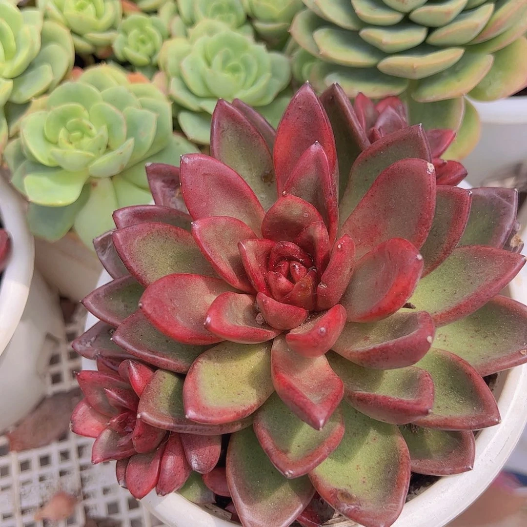 丰沛玫瑰 单头带多籽