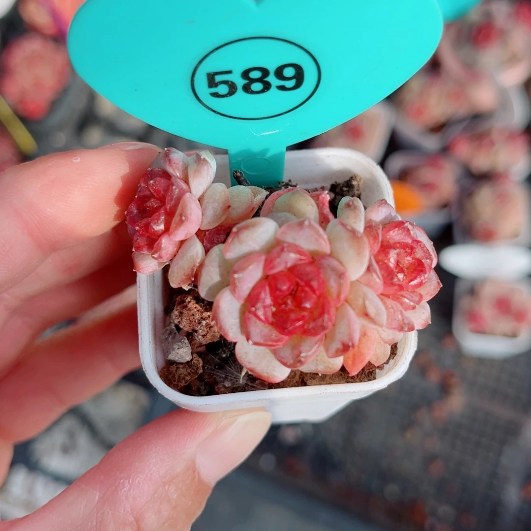 589号小老桩琉璃群