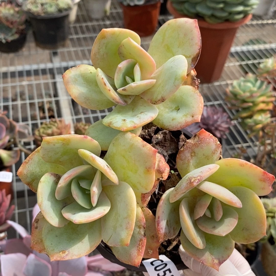 5325白凤三头一物一拍