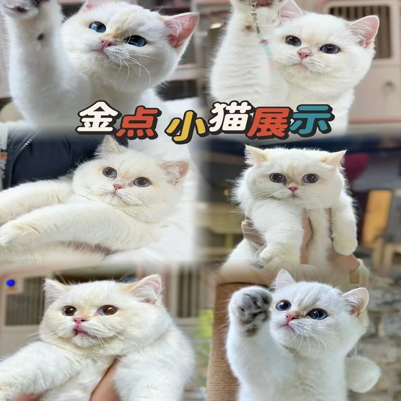【点哥家的猫】全品种精品猫猫活体-W-A085