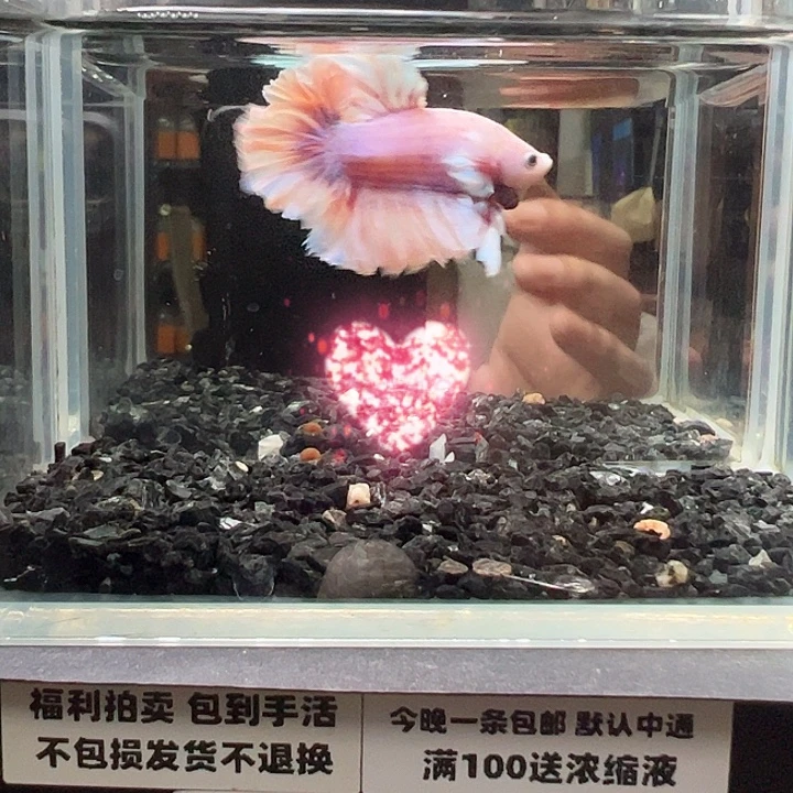 海水鱼竞拍跑单拉黑26日39