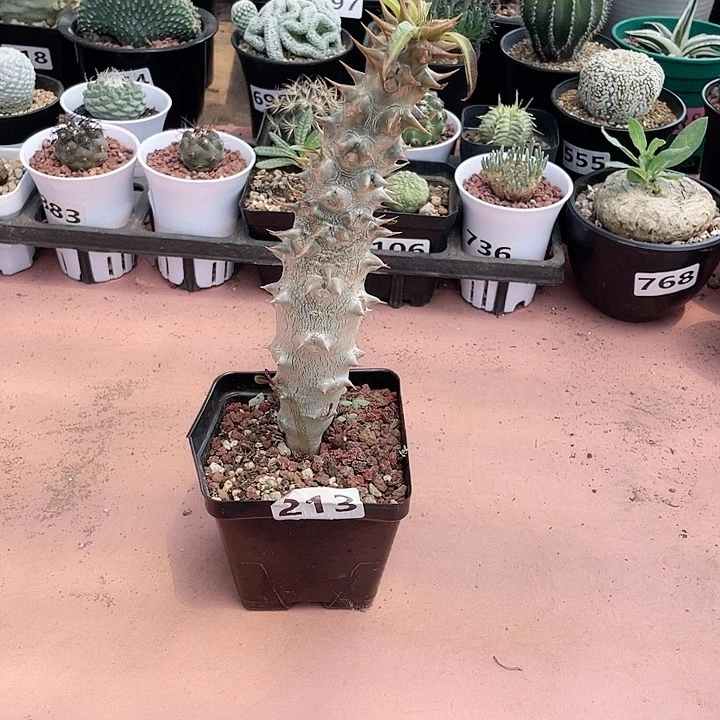 213巴氏棒槌块根