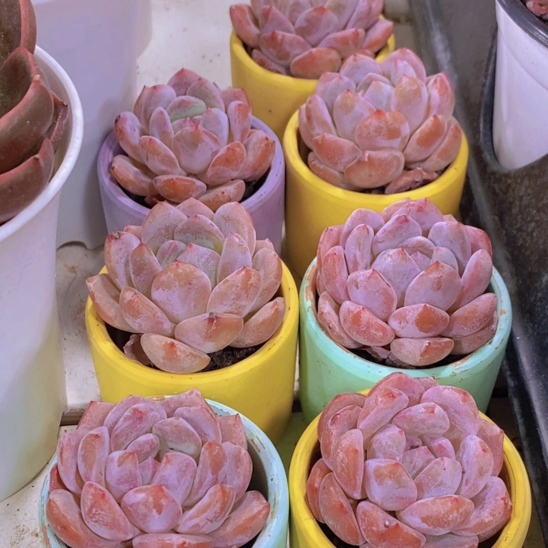 量拍41号 精品奶油果冻韩橙单头七个